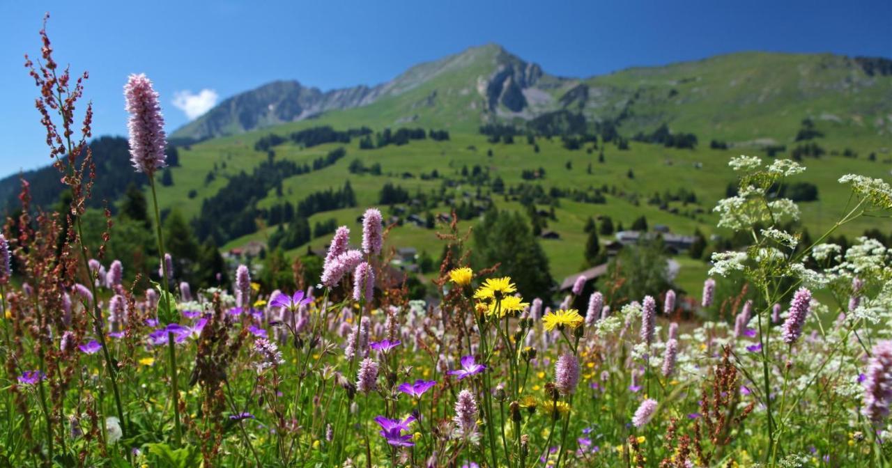 Winterfell Villa Leysin Eksteriør billede